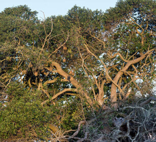 nidi di Tessitori, Weavers nests Riserva naturale De Hoop, De Hoop natural reserve