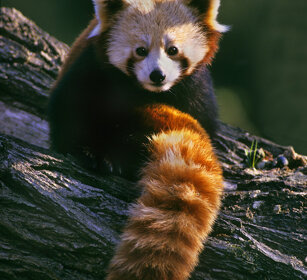 Panda minore (Ailurus fulgens), Red Panda parco naturalistico