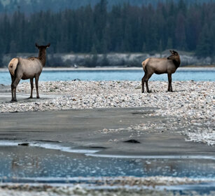 females Wapiti, Banff NP