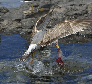 Gabbiano reale atlantico, Yellow-legged Gull Larus michahellis atlantis, Lanzarote