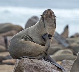 Otarie orsine (Arctocephalus pusillus) Cape Fur Seals, Cape Cross, Dorob NP