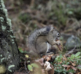 Scoiattolo grigio (Sciurus carolinensis), Squirrel PN di Yellowstone, Yellowstone NP