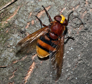 dittero Volucella, Volucella dipteron Oulx (To)