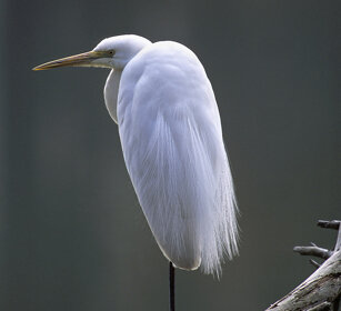 Airone bianco maggiore (Egretta alba) Great White Egret