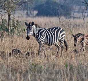 Zebra di Grant Uganda