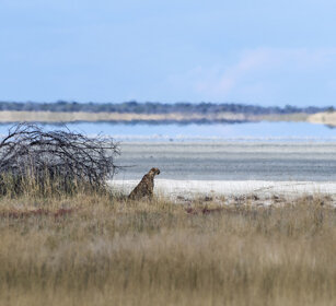 Ghepardo (Acinonyx jubatus), Cheetah Etosha NP