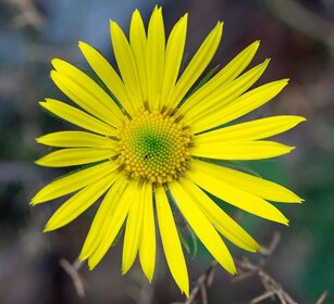 Doronico orientale (Doronicum orientale) Leopard's bane