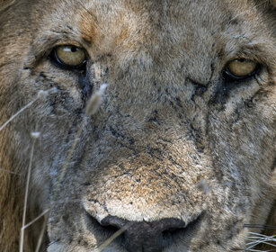Leone (Panthera leo), Lion parco nazionale del Serengeti, Serengeti NP