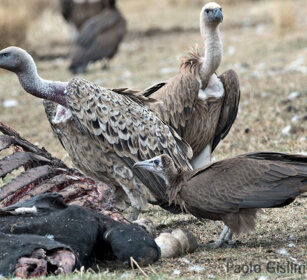 Avvoltoi su carcassa di mucca Vultures on the carcass of a cow