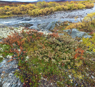 paesaggio, landscape parco nazionale di Dovrefjell, Dovrefjell NP