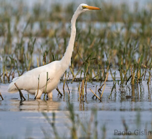 Airone bianco maggiore (Egretta alba), Great Egret lago Zway, lake Zway