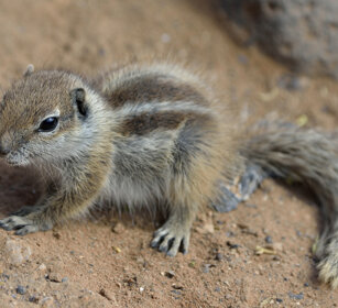 Xero del Nord Africa juv. (Atlantoxerus getulus) Barbary Ground Squirrel, Fuerteventura