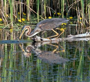 Airone rosso (Ardea purpurea) Purple Heron Airone rosso (Ardea purpurea) Purple Heron