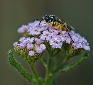 vespa su ombrellifera, wasp on an umbrellifer
