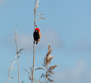 Vescovo rosso (Euplectes franciscanus) Northern Red Bishop