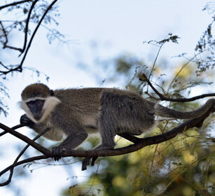 Cercopiteco grigioverde (Chlorocebus aethiops) Grivet monkey, lago Awasa, lake Awasa