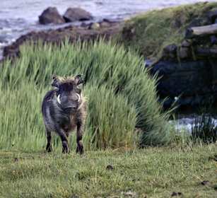Facocero somalo (Phacochoerus aethiopicus) Somali Warthog, montagne Bale, Bale mountains