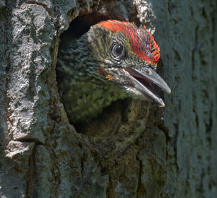 giovane di Picchio verde (Picus viridis) Green Woodpecker juv. Polonia, Poland