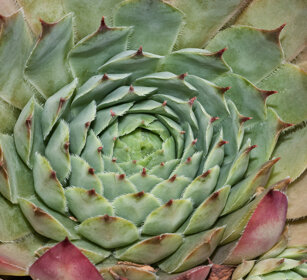 Semprevivo, Sempervivum, Houseleek