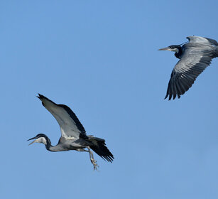 Aironi testanera (Ardea melanocephala) Black-headed Herons, lago Zway, lake Zway