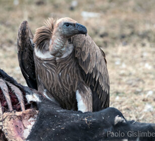 Avvoltoio di Rueppell (Gyps rueppellii) Ruppell's Vulture