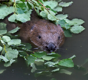 Castoro (Castor canadensis), Beaver Bayerischerwald NP