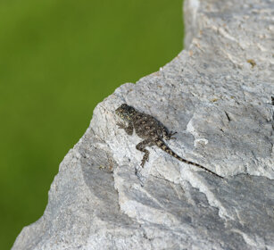 giovane di Agama sudafricana (Agama atra) Southern Rock Agama or Knobel's Agama