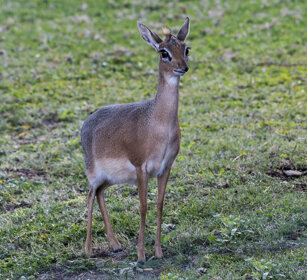 Dik-dik (Madoqua kirkii), Damara Dik Dik