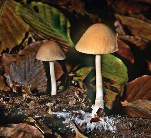 Funghi, mushrooms Cantalupa (To), Piemonte