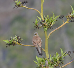 Gheppio (Falco tinnunculus dacotiae), Kestrel Fuerteventura