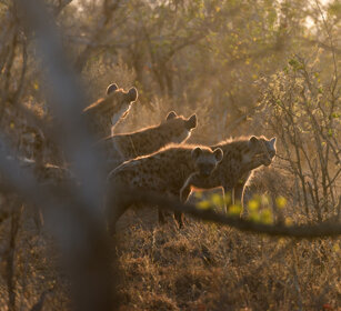 Iene macchiate (Crocuta crocuta), Spotted Hyenas PN Kruger, Kruger NP