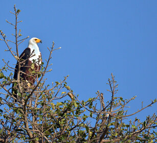 Aquila pescatrice africana (Haliaeetus vocifer) African Fish-eagle, lago Awasa, lake Awasa