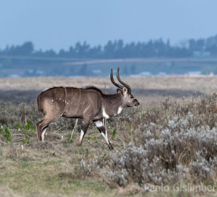 Nyala di montagna (Tragelaphus buxtoni) Mountain Nyala, Bale mountains