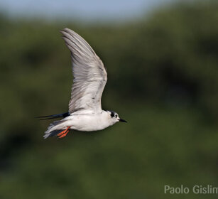 Mignattino ali bianche (Chlidonias leucopterus) White-winged Tern, lago Awasa, lake Awasa