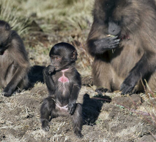 piccolo di Geada, young Gelada Baboon Simien mountains