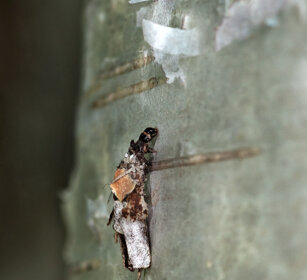 femmina di Psichide nel suo astuccio