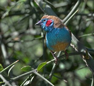Cordon-blu guance rosse ( Uraeginthus bengalus) Red-cheeked Cordon-bleu, lago Awasa, lake Awasa