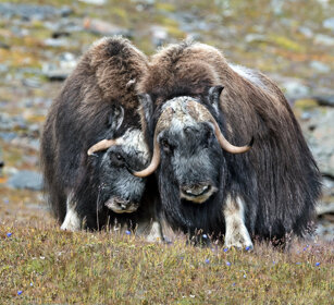 Buoi muschiati (Ovibos moschatus), Muskoxen parco nazionale di Dovrefjell, Dovrefjell NP