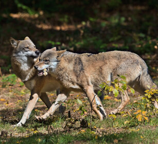 Lupi (Canis lupus), Wolves Bayerischerwald, Germania, Germany