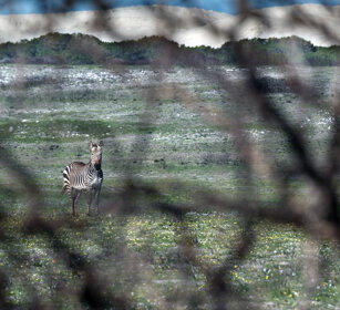 Zebra comune (Equus quagga), Common Zebra Riserva naturale De Hoop, De Hoop natural reserve