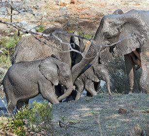 Elefanti africani (Loxodonta africana) African elephants, Kruger NP