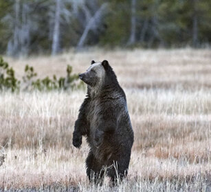 Grizzly PN di Yellowstone, Yellowstone NP