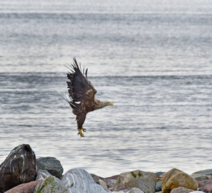 Aquila di mare, White-tailed Eagle Norvegia, Norway, Varanger Aquila di mare, White-tailed Eagle Norvegia, Norway, Varanger