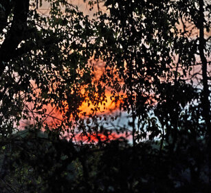tramonto in boscaglia, sunset in the bush PN Kruger, Kruger NP
