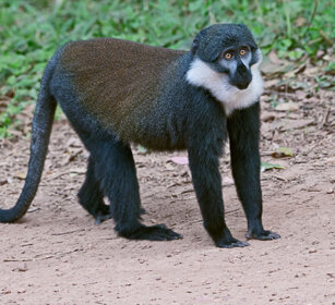 Cercopiteco barbuto Uganda