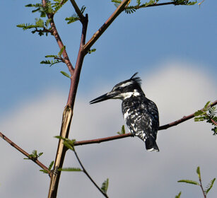 Martin pescatore bianco e nero (Ceryle rudis) Pied Kingfisher, lago Awasa, lake Awasa