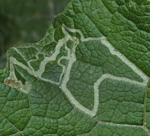foglia mangiata da bruchi, caterpillar's work