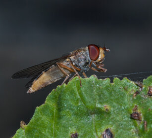 dittero Sirfide, dipteron