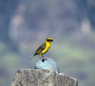 Uccello Tessitore, Chestnut Weaver