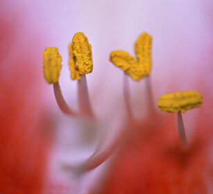 pistilli di Amaryllis, Amaryllis pistils